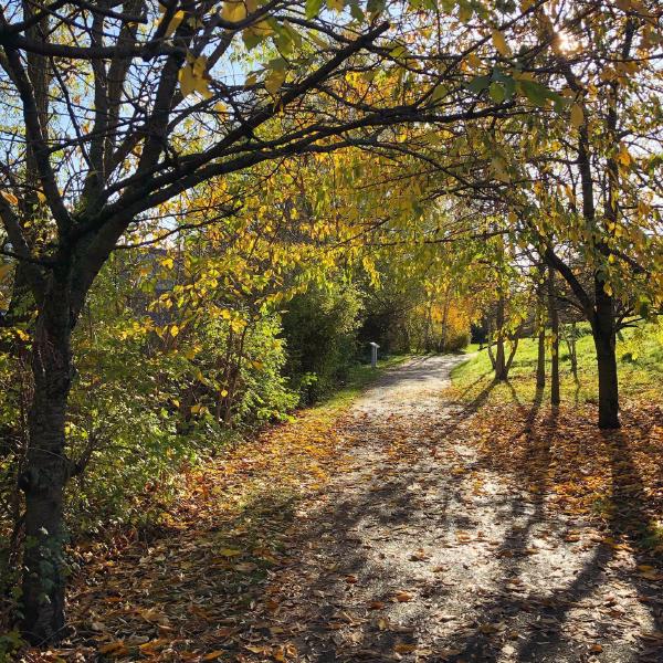 A wander through the park