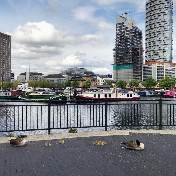 Resting at Poplar Dock