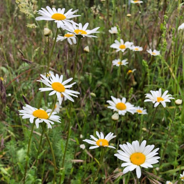 Daisies