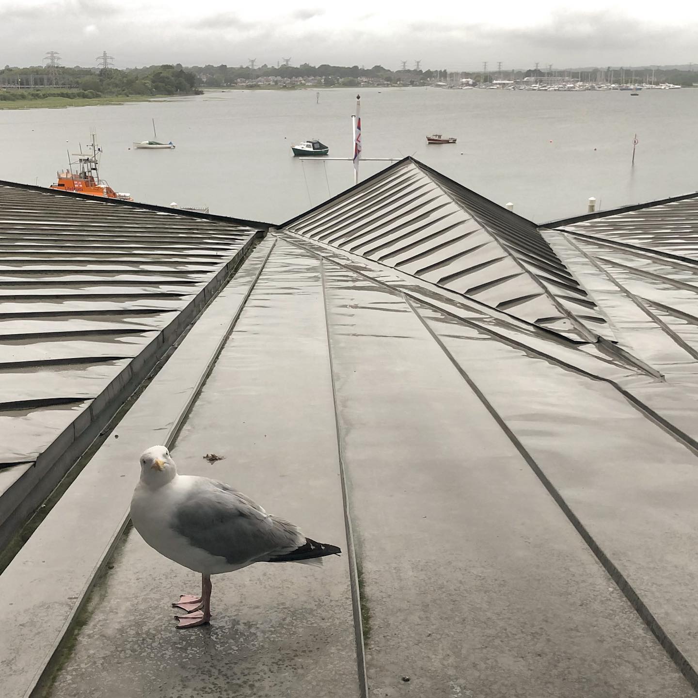 Inquisitive gull