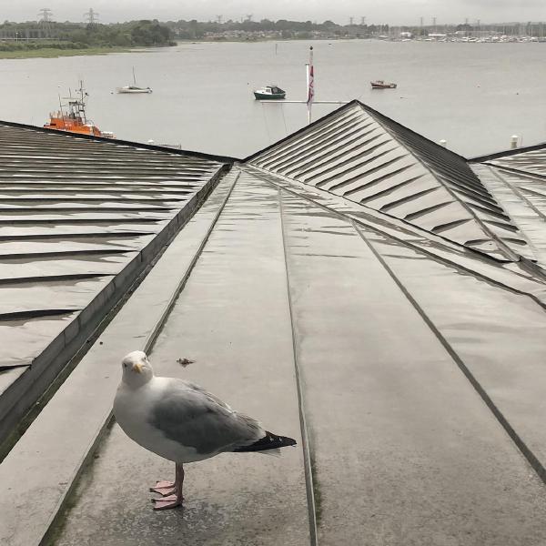 Inquisitive gull