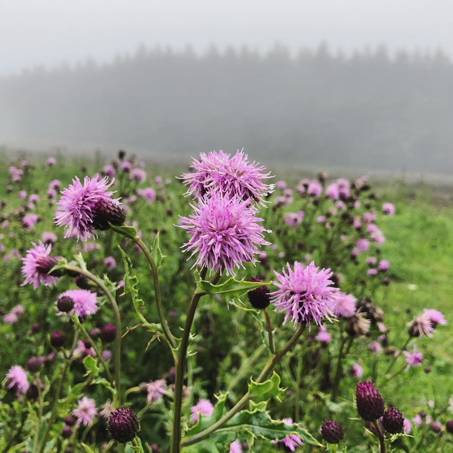 A splash of colour in the mist