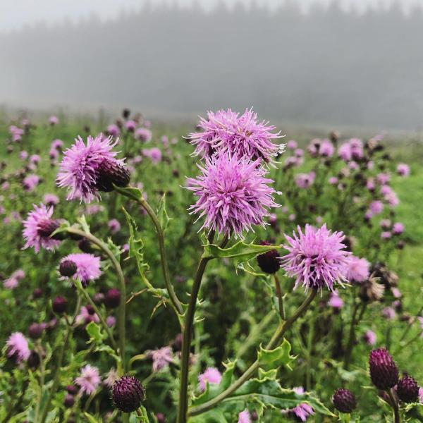 A splash of colour in the mist