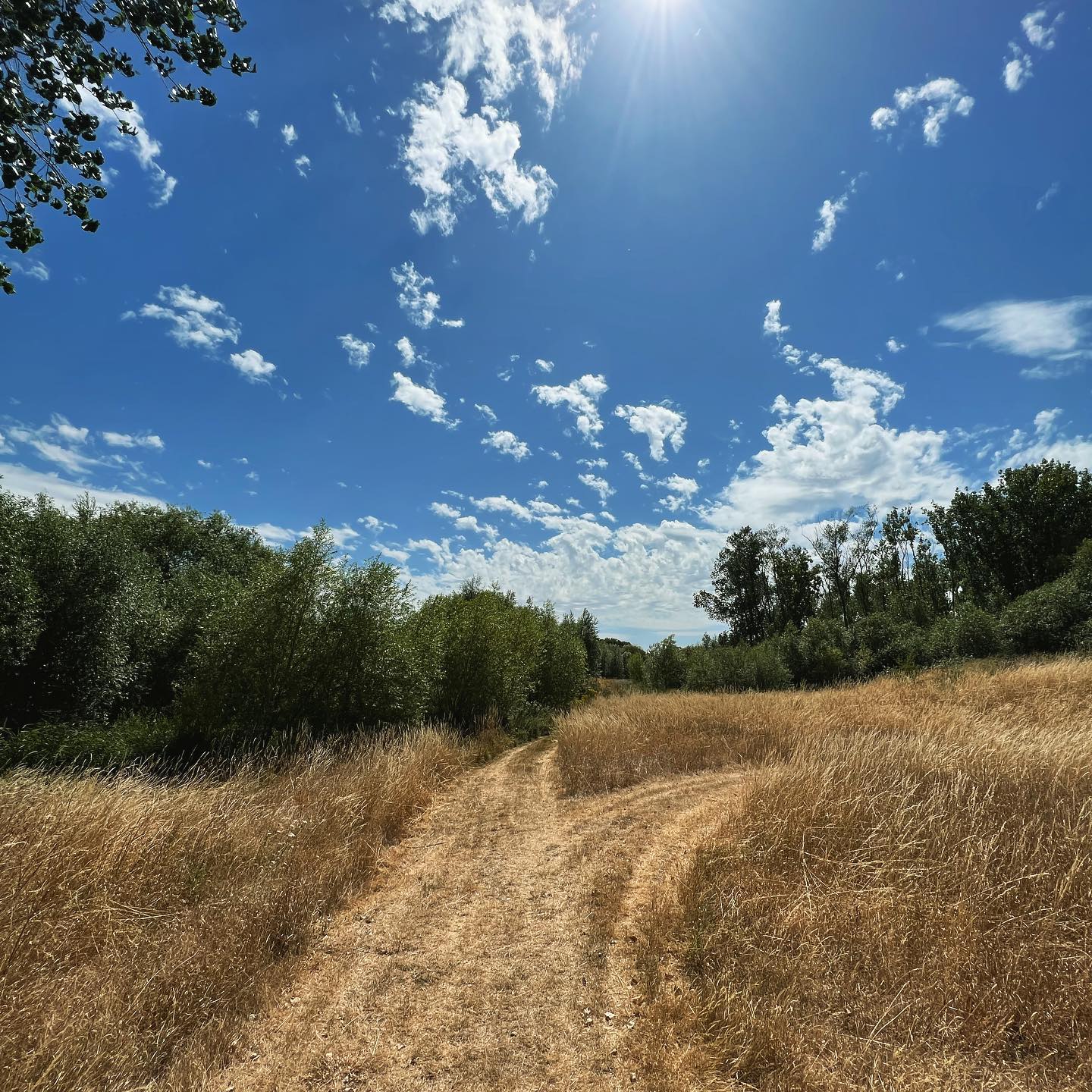 A fork in the path