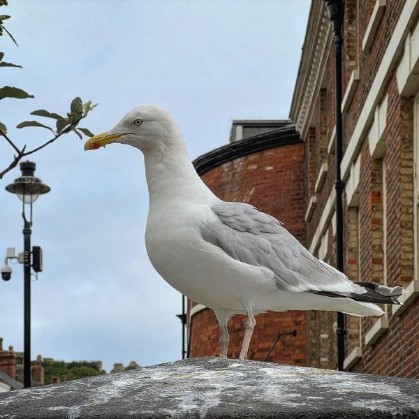 Chippy observer