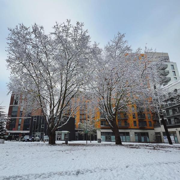 Rathbone Market in the snow