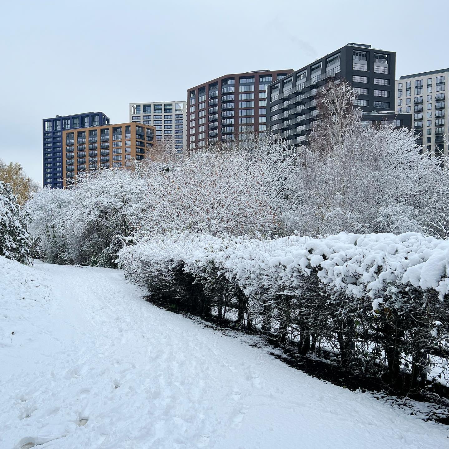 Snowfall in Bow Creek Ecology Park