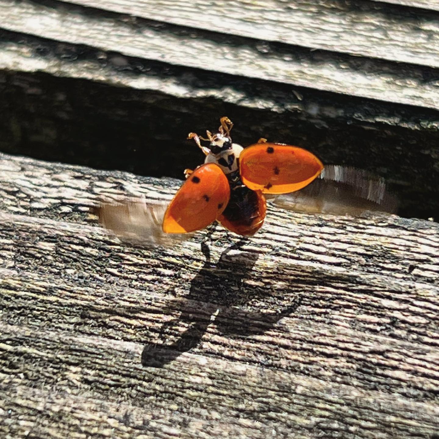 Ladybird cleared for takeoff