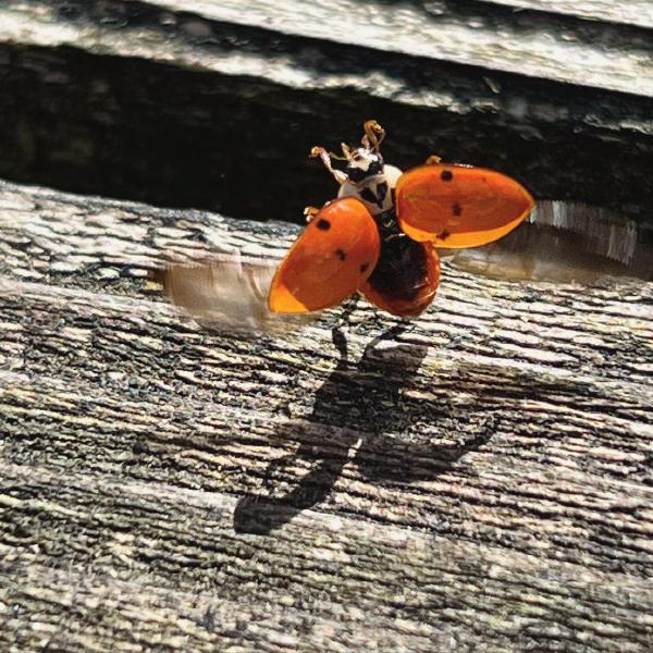 Ladybird cleared for takeoff