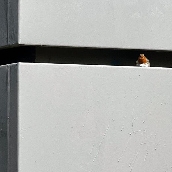 Robins pied-xa0-terre
