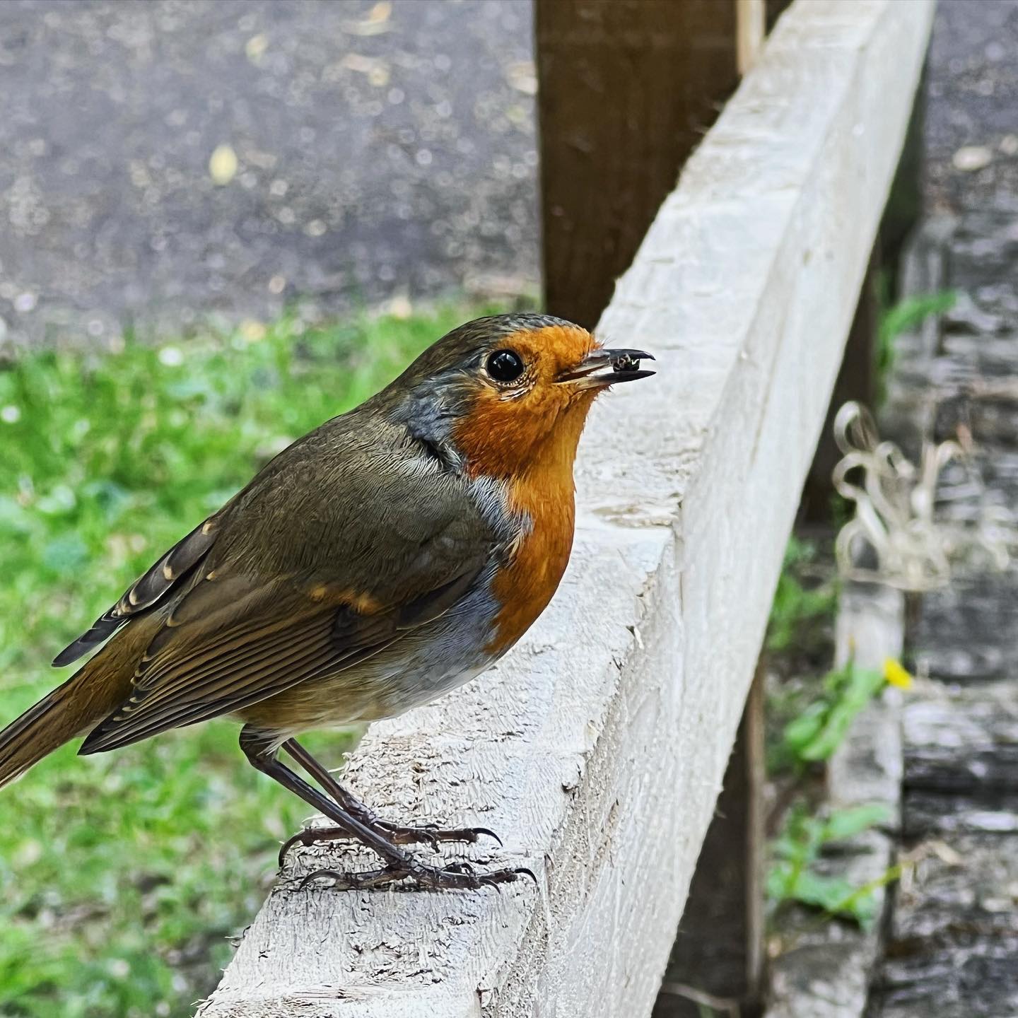 Foraging robin