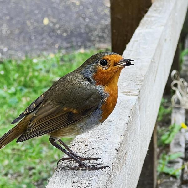 Foraging robin