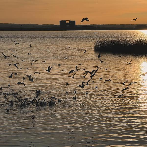 Feeding time at Purfleet