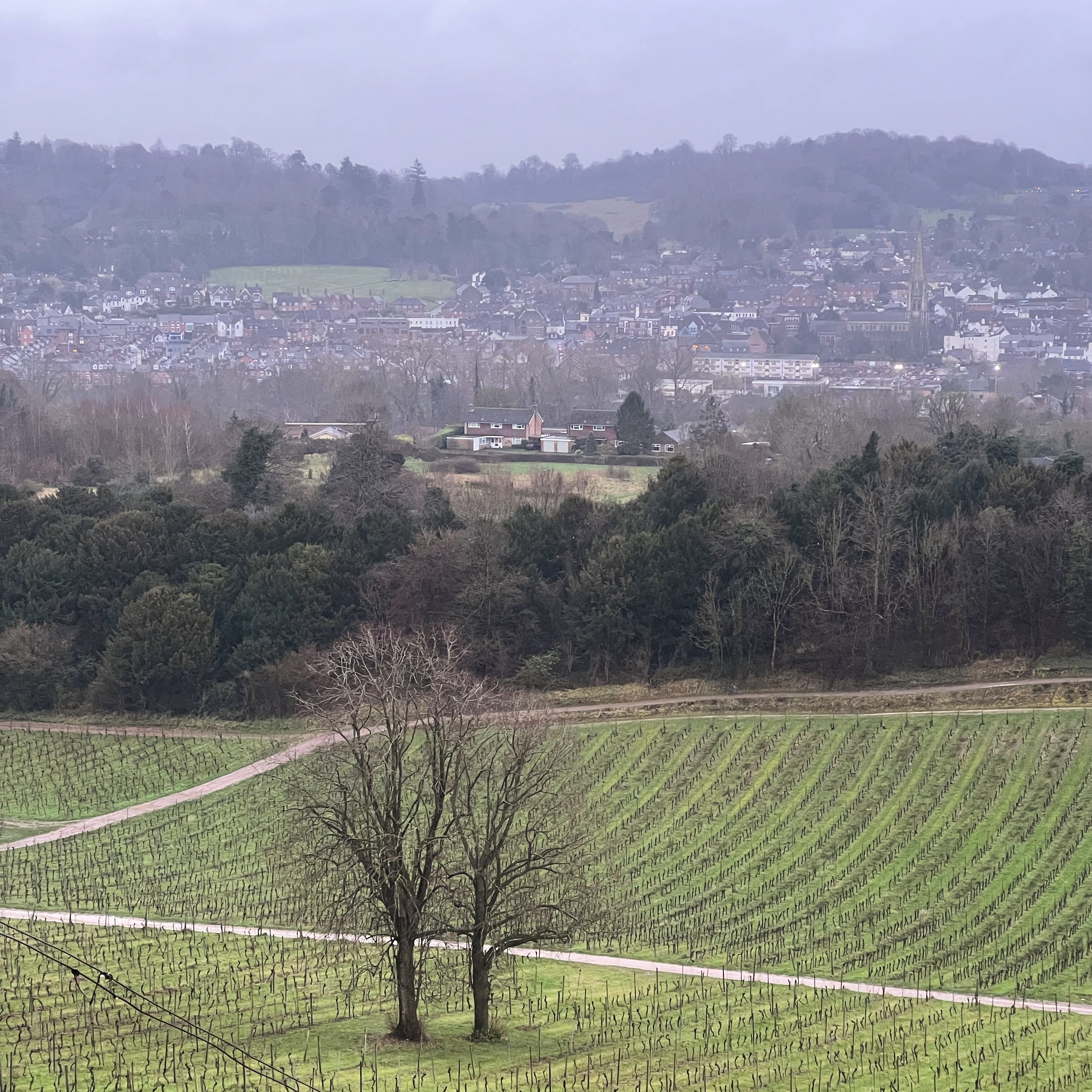 Denbies Vineyard