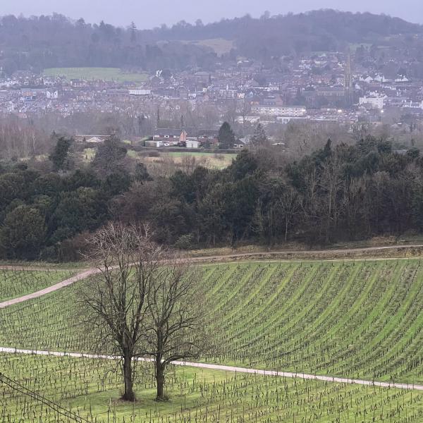 Denbies Vineyard