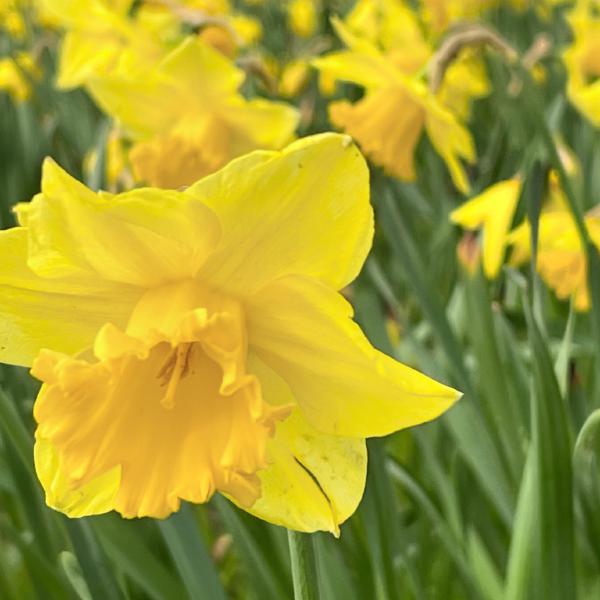 Daffs