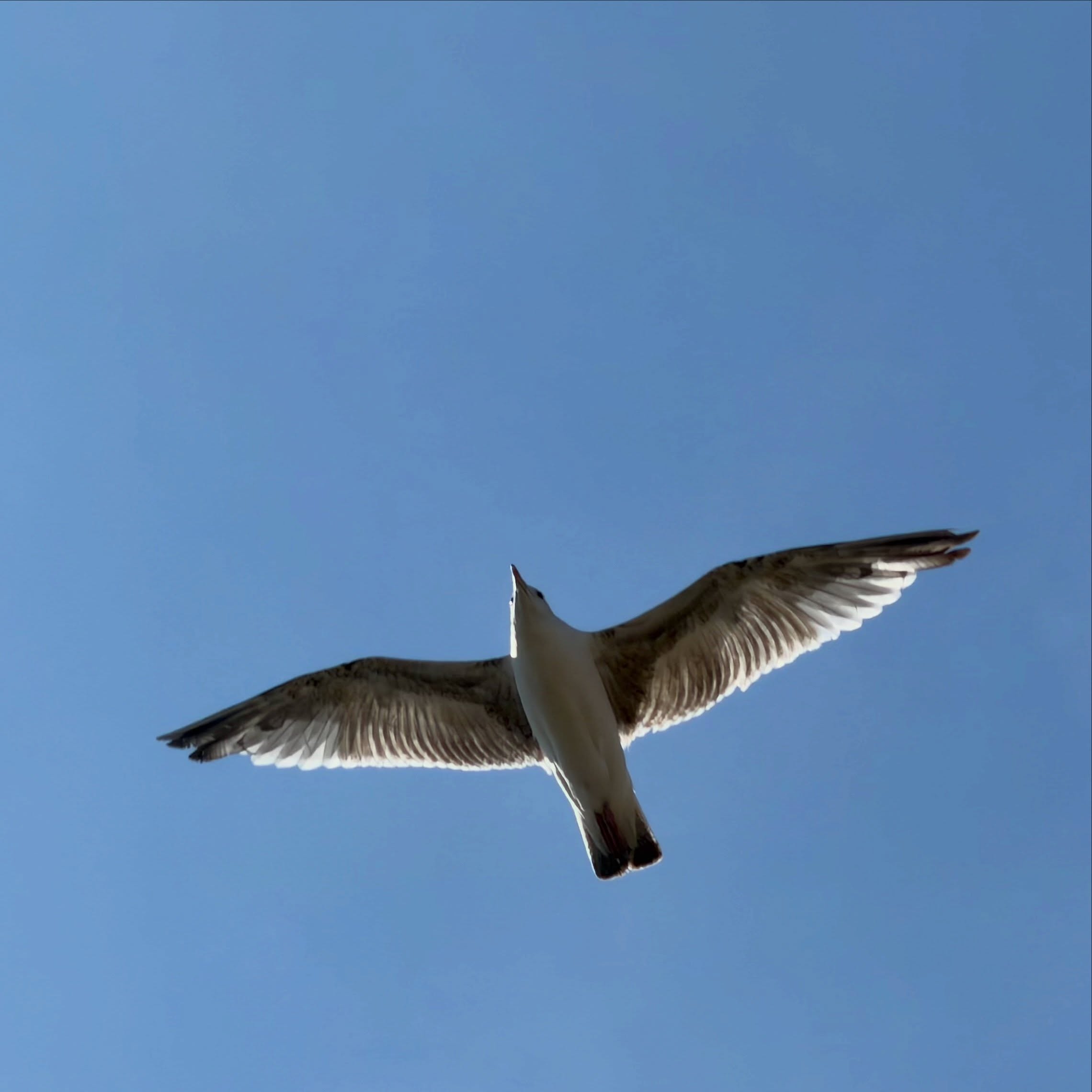 In flight