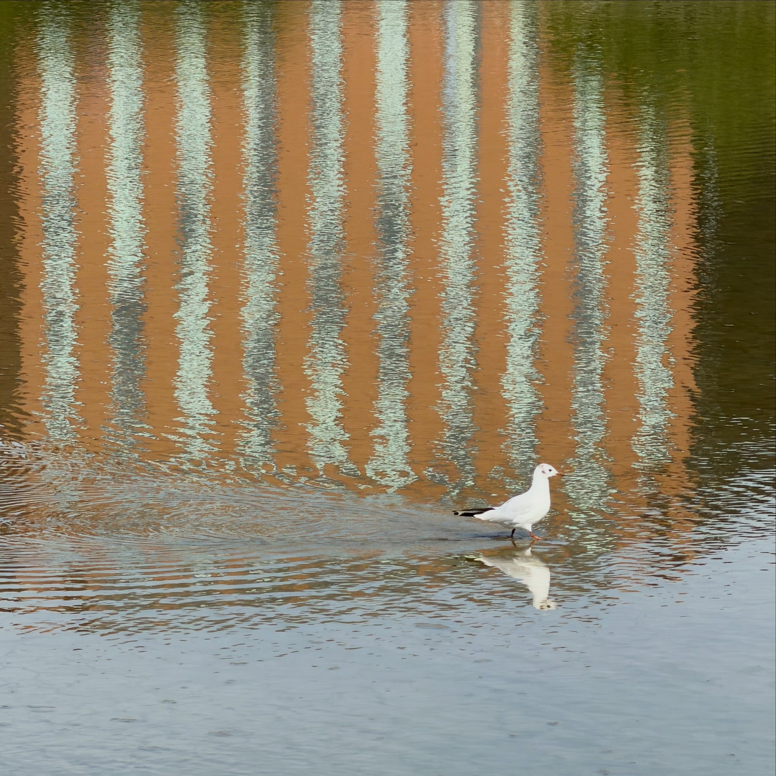 Wading at East India