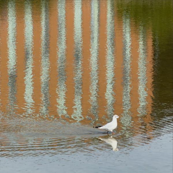 Wading at East India